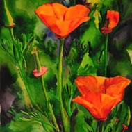 Poppies No 15