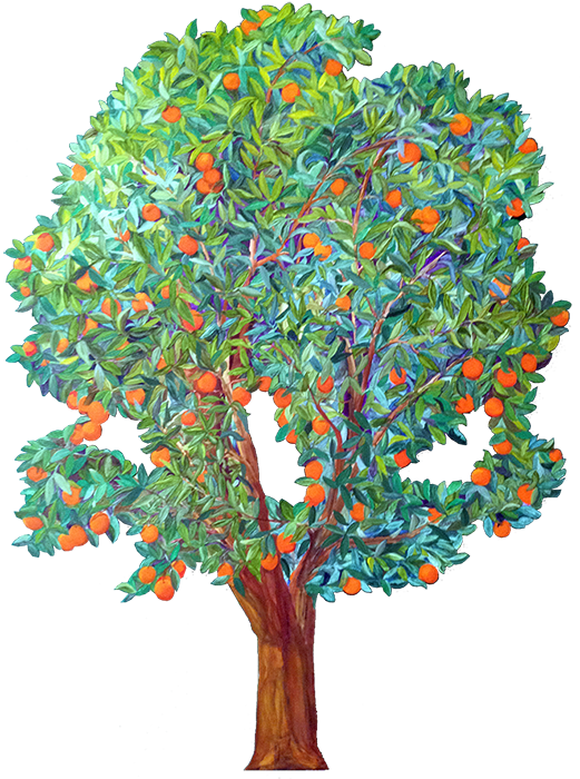Orange Tree Outline for Classroom / Therapy Use - Great Orange Tree Clipart